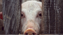 越南非洲豬瘟疫苗蒙陰影 上百豬隻接種後死亡[轉貼]