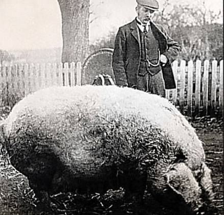 圖片說明:1916年拍下的“綿羊豬”
